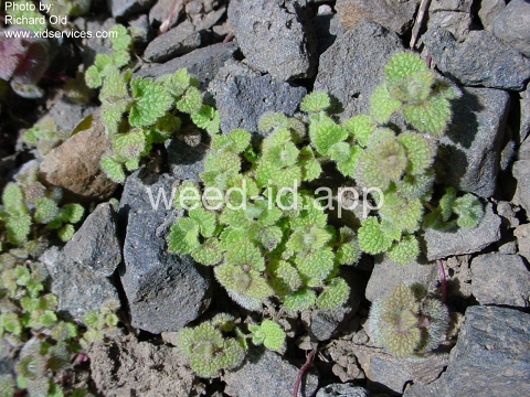 deadnettle, purple